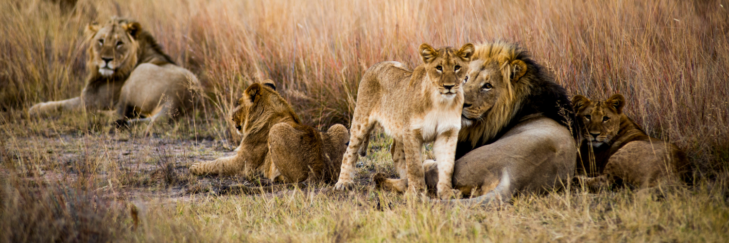 dieren in de savanne